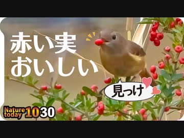 1030【ピラカンサとジョウビタキ鳴き声】コサギの激しいダンスやセグロセキレイに食べられるガガンボ、ジュズダマ落としたヒヨドリ。ホトトギス銀杏マメガキ【 #今日撮り野鳥動画まとめ 】 #身近な生き物語