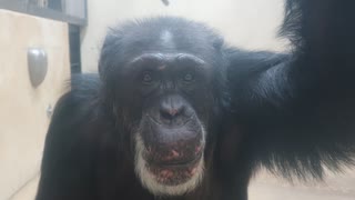 オスのチンパンジー 独特の行動(色々な動物園)