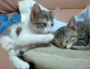 寝ぼけ猫