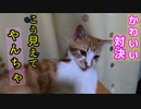 家猫同士の激しいじゃれ合い【完結編・・・今日のところは】