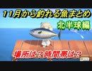 あつまれどうぶつの森　１１月から釣れる魚まとめ！釣れる場所と時間帯も紹介！北半球編！　【あつ森】