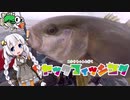 【VOICEROIDフィッシング】あかりちゃんと行くカヤックフィッシング第6話