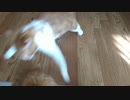 ケンカしてた子猫が猫カフェデビューしてました