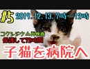 【子猫】保護して4日目(72時間)病院へ行きコクシジウムの再検査してきました