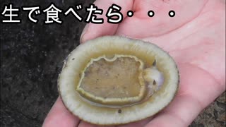 【ぴ】マツバガイを採って食べる！マツバガイ軍艦