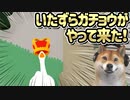 Untitled Goose Game ♯10終 | ガ チ ョ ウ は 悪 く な い