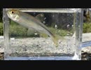 ウキを眺めてのんびり淡水魚釣り24【カワムツ】