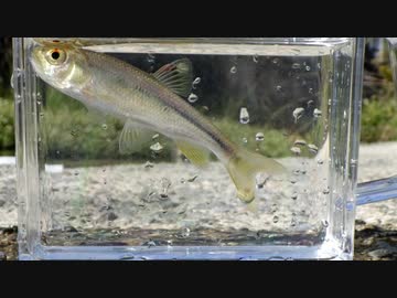 ウキを眺めてのんびり淡水魚釣り24【カワムツ】