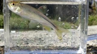 ウキを眺めてのんびり淡水魚釣り24【カワムツ】