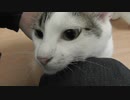 人なちゅっこい猫