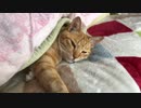 しっかり布団で寝る猫