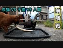 初めて見る秋刀魚に野良猫のとった行動が興味深い【成猫 VS 子猫 VS 人間との攻防】