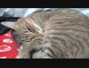 取り返したタタルさん　＃196