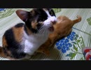 親友のおっぱいを吸おうとする猫