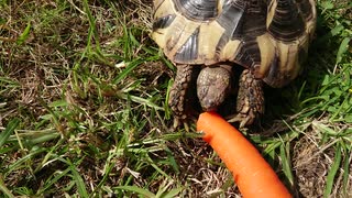 リクガメにニンジン1本は大きかったよう