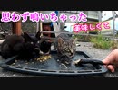 秋刀魚を食べたいけど人間が怖い！【目真ん丸さんで臆病な黒子猫】