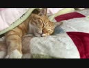 ぐっすり中の猫をつつく