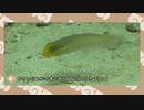 【剣盾】水族館パでワイワイバトル：24【バトルレジェンド】