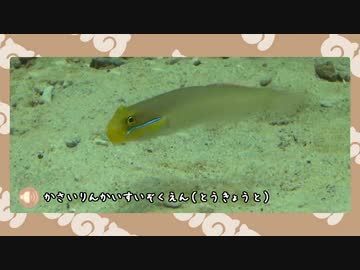 【剣盾】水族館パでワイワイバトル：24【バトルレジェンド】