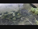 ウキを眺めてのんびり淡水魚釣り25【カワムツ】