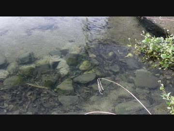 ウキを眺めてのんびり淡水魚釣り25【カワムツ】