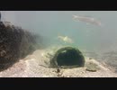 【水中撮影】水中の風景03