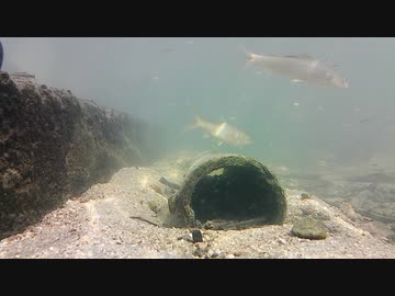 【水中撮影】水中の風景03