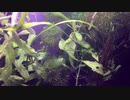 我が家のミナミヌマエビ水槽 その7