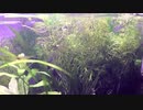 我が家のミナミヌマエビ水槽 その8