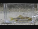 ウキを眺めてのんびり淡水魚釣り26【カワムツ】