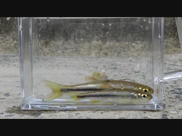 ウキを眺めてのんびり淡水魚釣り26【カワムツ】