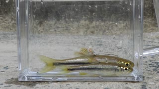 ウキを眺めてのんびり淡水魚釣り26【カワムツ】