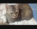拾いねこ＠生後3042/3009日目　今日も可愛い（いつもどおり