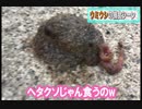 ウミウシの捕食！じっくり実況（グロ注意）