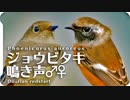 かわいい鳴き声のオレンジ小鳥。ジョウビタキの鳴き声（地鳴き）オスとメス