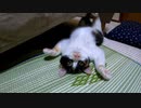 じゃれ合う時、独特な闘い方をする三毛猫