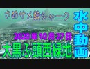 水中動画（2020年10月27日）in 大黒ふ頭西緑地