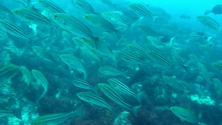 伊豆大島ダイビング～見応えたっぷり秋の浜～