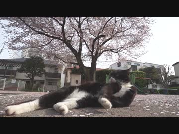 現世を去る猫、そして人に寄り添う猫たち