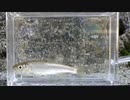 静かにウキを眺めてのんびり淡水魚釣り27【カワムツ】