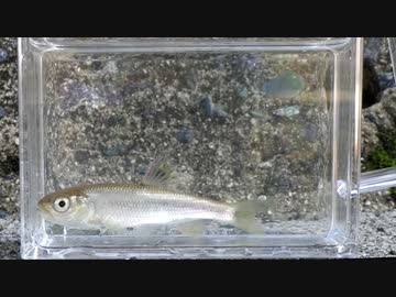 静かにウキを眺めてのんびり淡水魚釣り27【カワムツ】