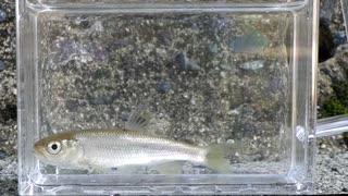 静かにウキを眺めてのんびり淡水魚釣り27【カワムツ】