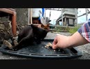 【子猫特有の威嚇】秋刀魚を目の前にした黒子猫の行動がおもしろい