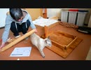 猫がテーブルを組み立ててくれました（飼い主も少し手伝いました）