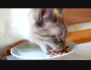 猫が初めてラム肉を食べた結果…