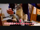 甘えん坊猫の愛情表現がかわいすぎて閲覧注意【サイレントニャー】