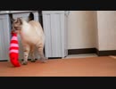 【刺激MAX】初めてのマタタビで猫が泥酔してしまいました…