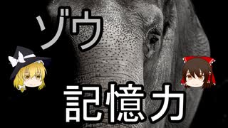 ゾウの記憶力【ゆっくり解説】