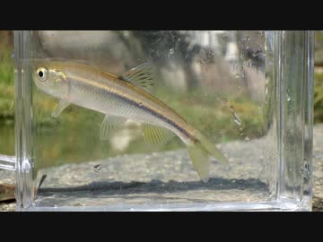静かにウキを眺めてのんびり淡水魚釣り28【カワムツ】