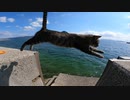 猫島で空飛ぶ猫の動画